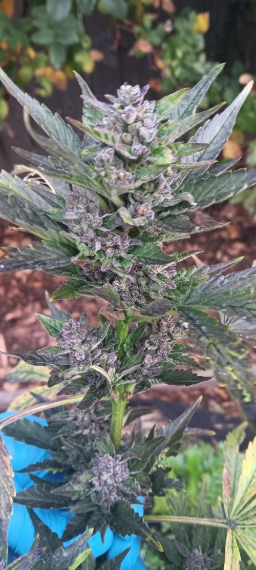 2nd AutoFlower strain. Week 27