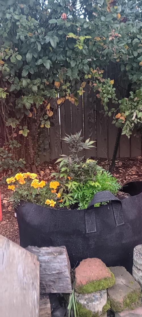 2nd AutoFlower strain. Week 27