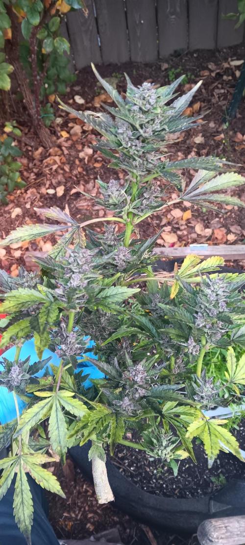 2nd AutoFlower strain. Week 27