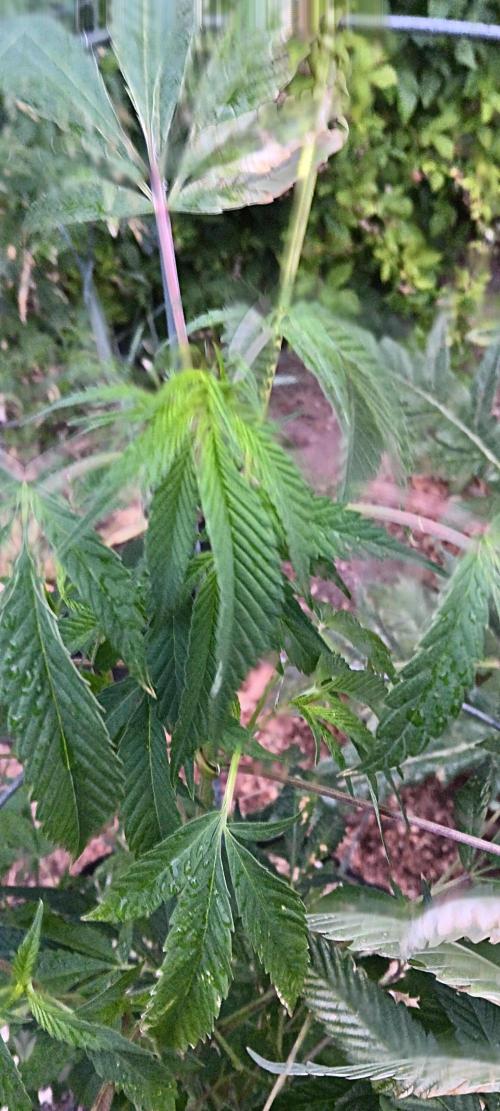 Outdoor grow PNW style 😎. Week 5