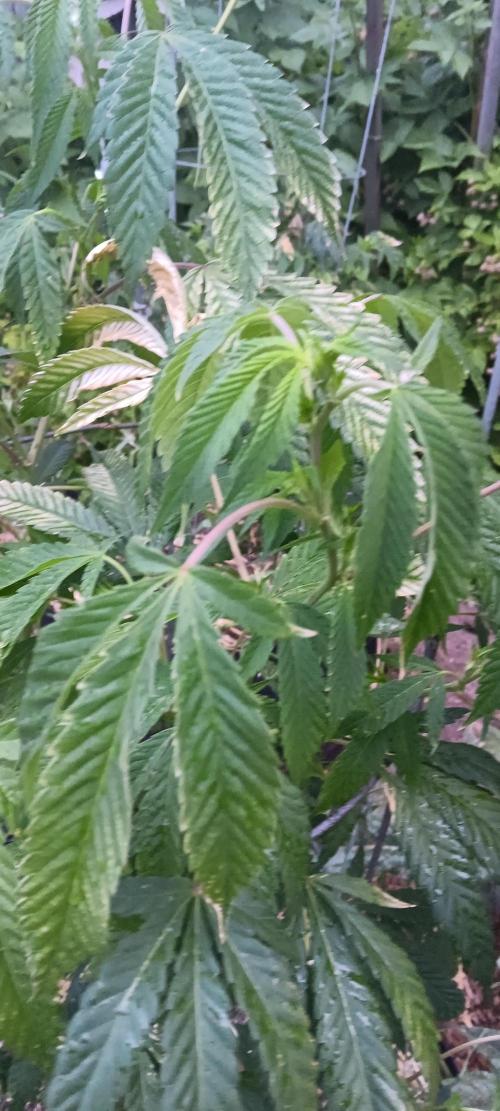 Outdoor grow PNW style 😎. Week 5