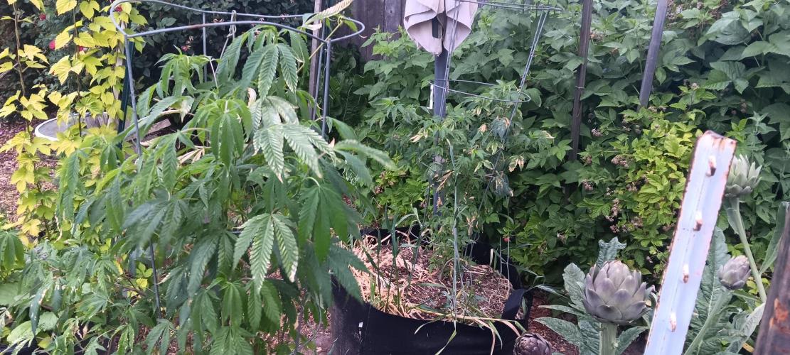 Outdoor grow PNW style 😎. Week 5