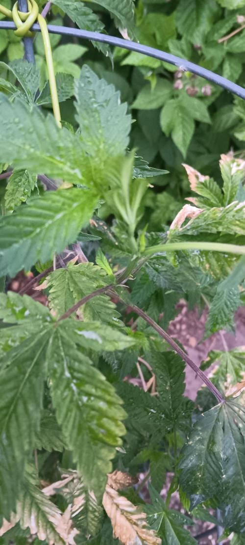 Outdoor grow PNW style 😎. Week 5