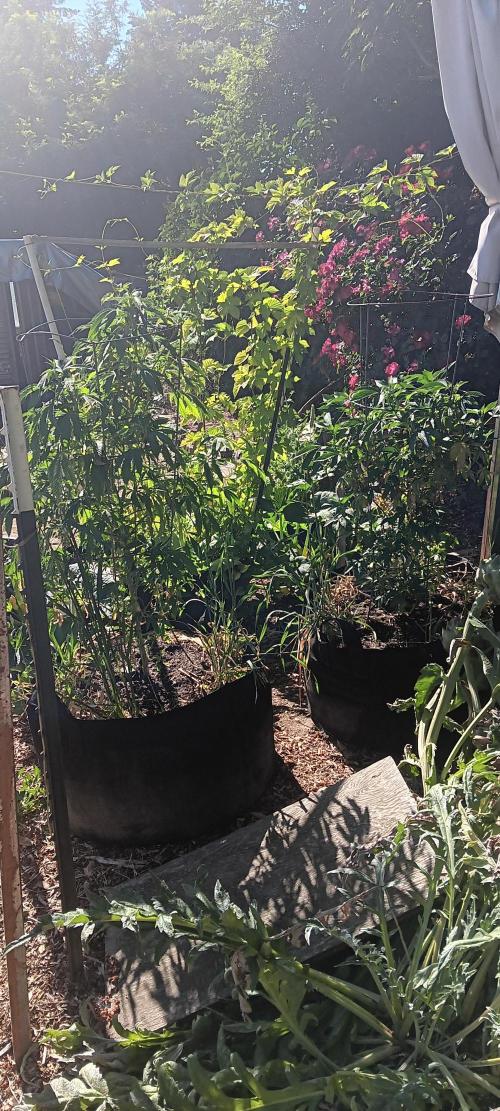 Outdoor grow PNW style 😎. Week 6