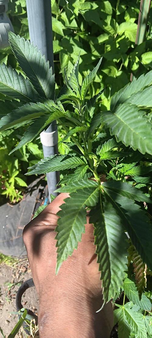 Outdoor grow PNW style 😎. Week 6