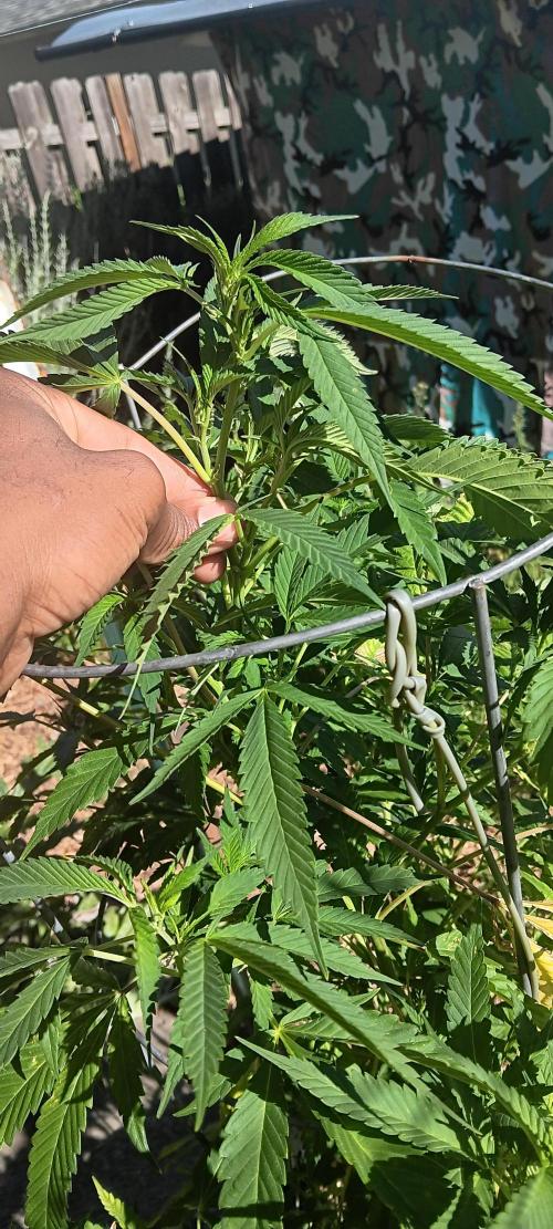 Outdoor grow PNW style 😎. Week 6