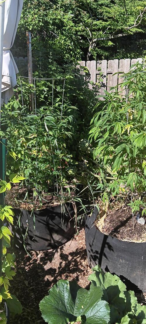 Outdoor grow PNW style 😎. Week 6