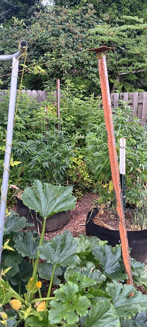 Outdoor grow From Rage 😎. Week 8
