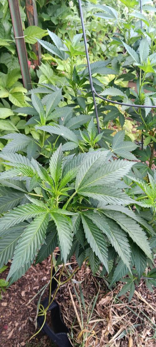 Outdoor grow From Rage 😎. Week 8