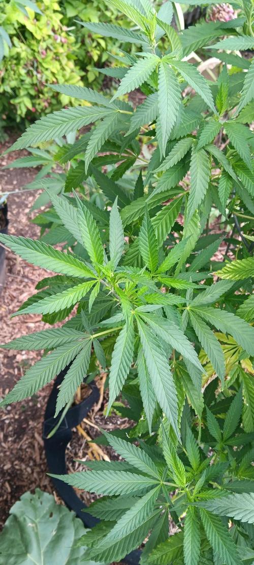 Outdoor grow From Rage 😎. Week 8