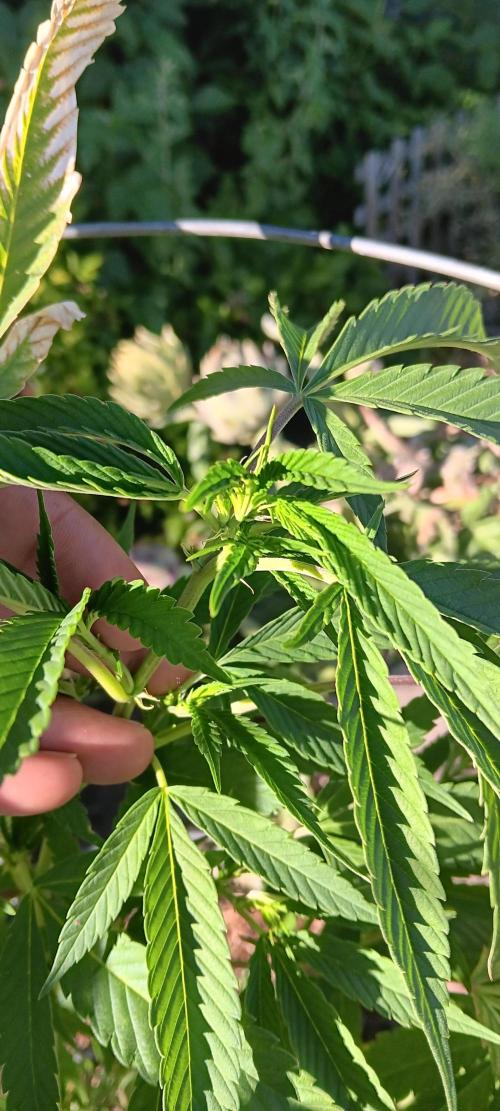 Outdoor grow From Rage 😎. Week 9