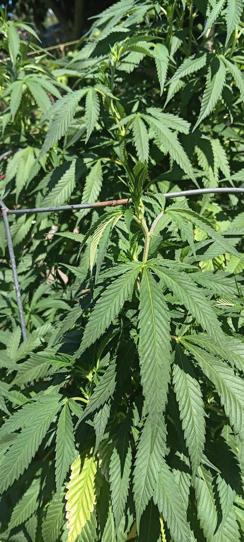 Outdoor grow From Rage 😎. Week 10