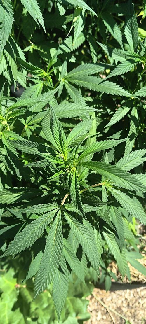 Outdoor grow From Rage 😎. Week 10