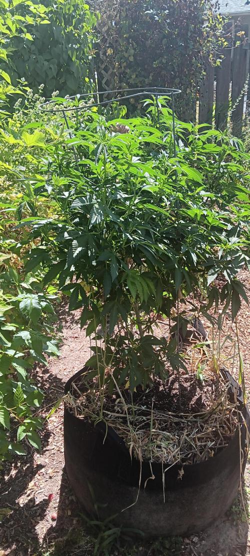 Outdoor grow From Rage 😎. Week 10