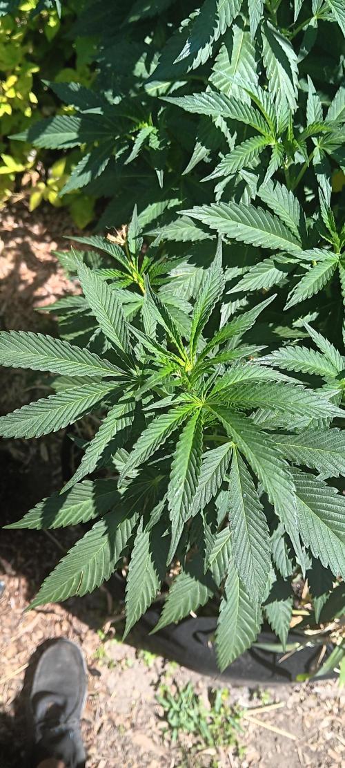 Outdoor grow From Rage 😎. Week 10