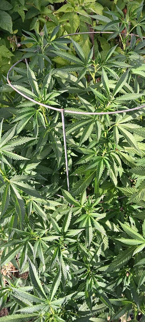 Outdoor grow From Rage 😎. Week 11