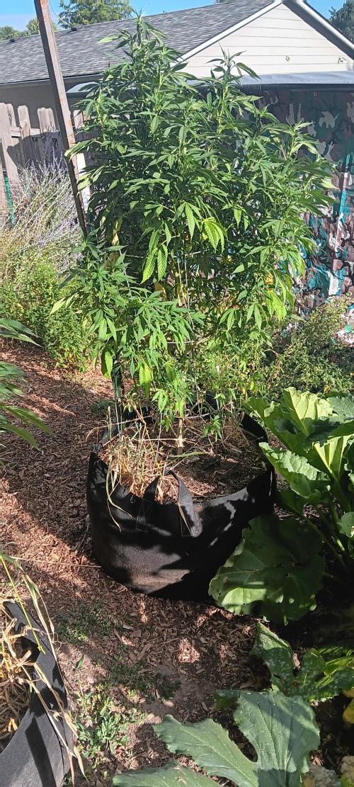 Outdoor grow From Rage 😎. Week 11