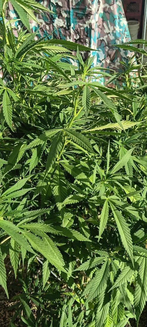 Outdoor grow From Rage 😎. Week 11