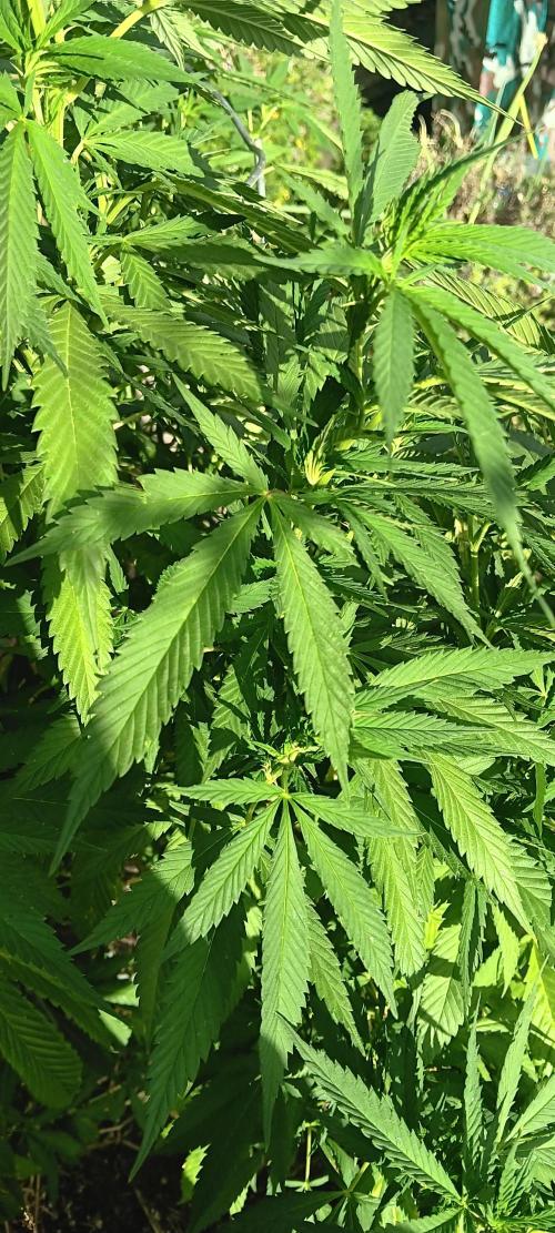 Outdoor grow From Rage 😎. Week 11
