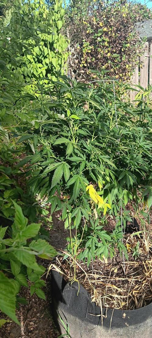 Outdoor grow From Rage 😎. Week 11 - First plant photo