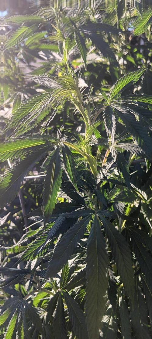 Outdoor grow From Rage 😎. Week 12