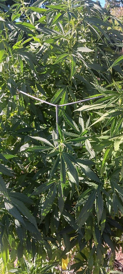 Outdoor grow From Rage 😎. Week 12