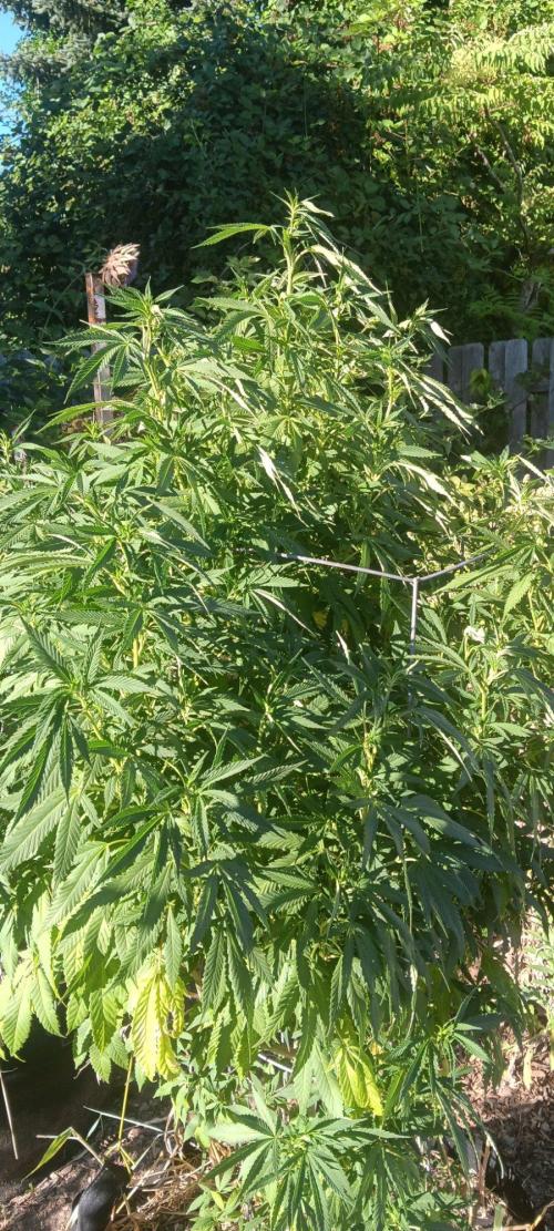 Outdoor grow From Rage 😎. Week 12