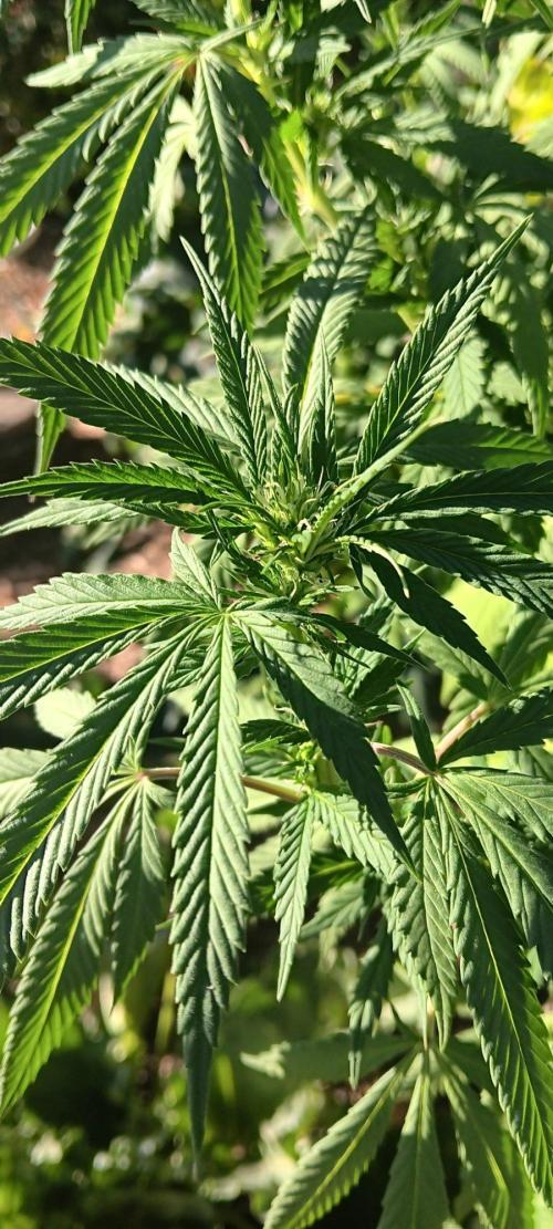 Outdoor grow From Rage 😎. Week 13