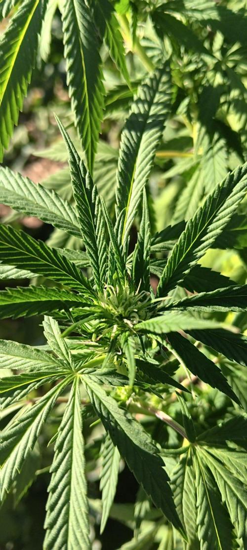 Outdoor grow From Rage 😎. Week 13