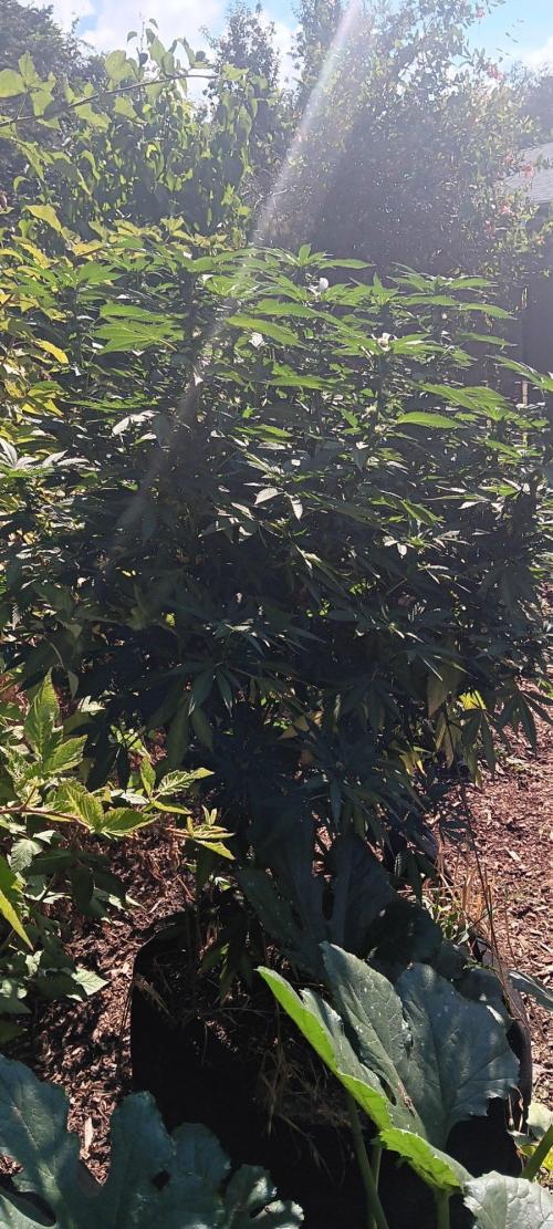 Outdoor grow From Rage 😎. Week 14