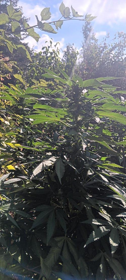 Outdoor grow From Rage 😎. Week 14