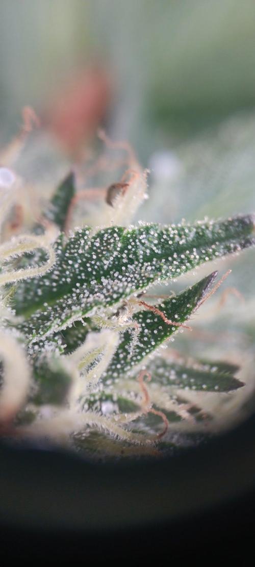 Outdoor grow From Rage 😎. Week 15
