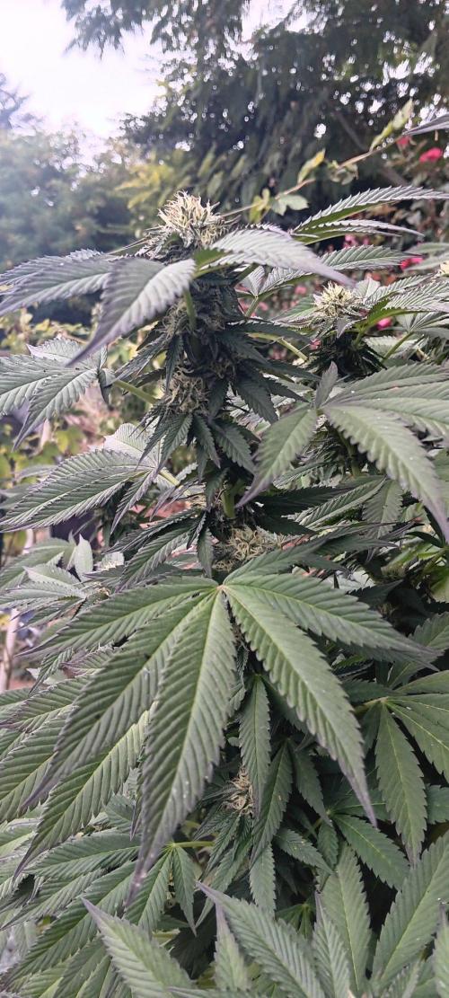 Outdoor grow From Rage 😎. Week 15