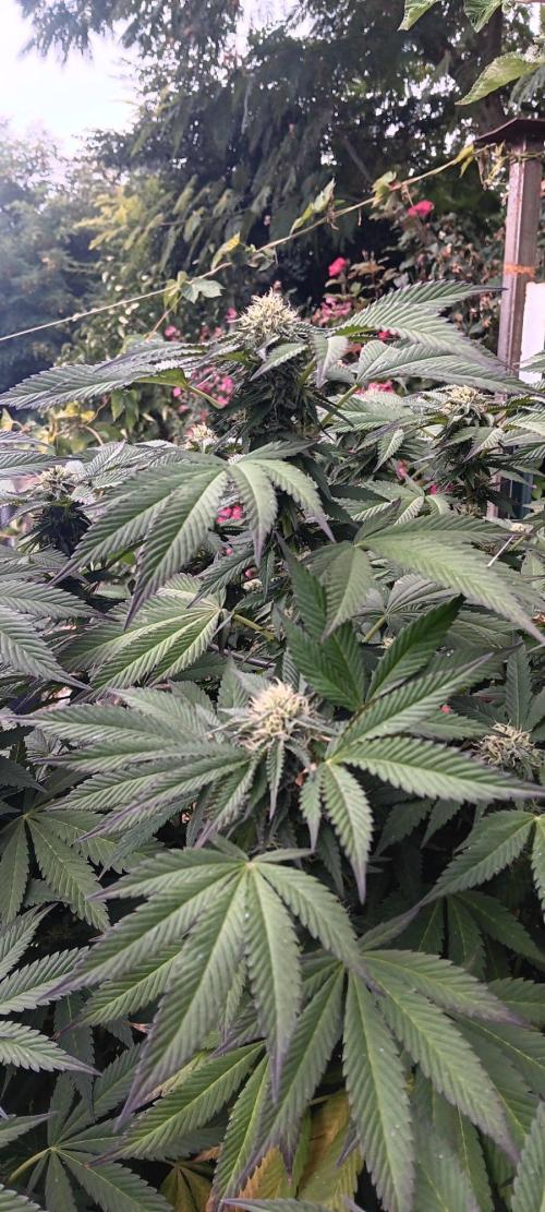 Outdoor grow From Rage 😎. Week 15