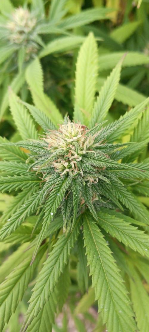 Outdoor grow From Rage 😎. Week 15