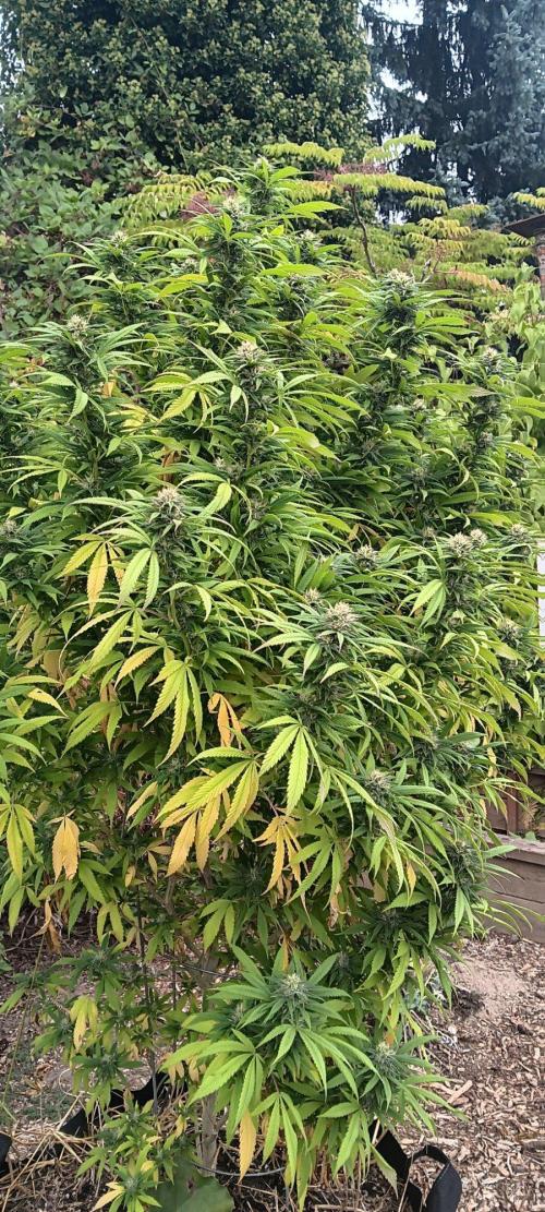 Outdoor grow From Rage 😎. Week 15