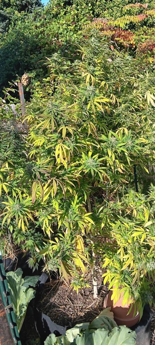 Outdoor grow From Rage 😎. Week 16