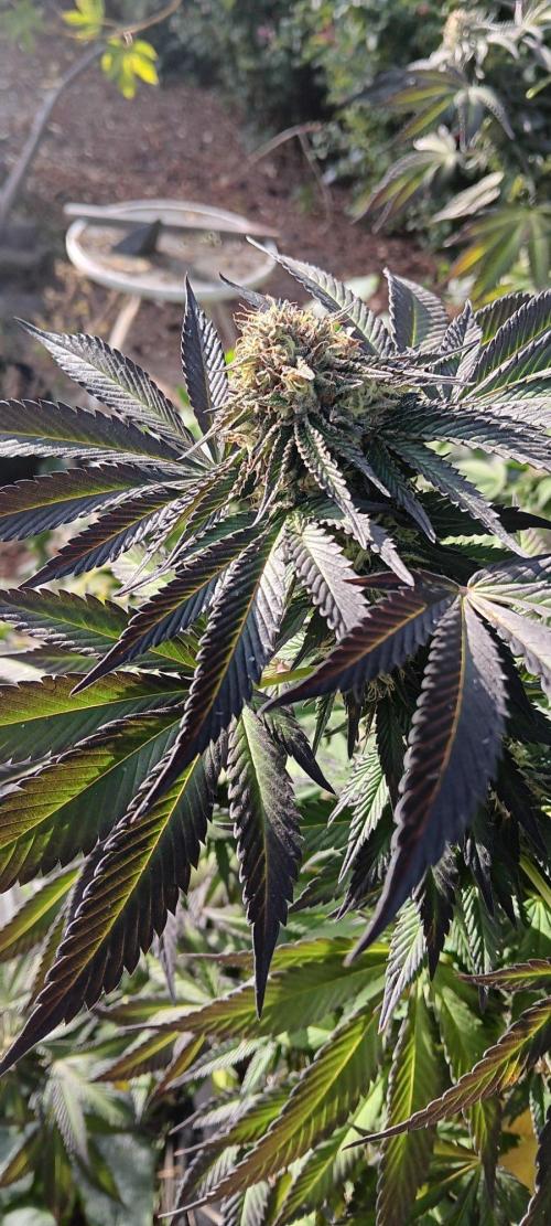 Outdoor grow From Rage 😎. Week 16