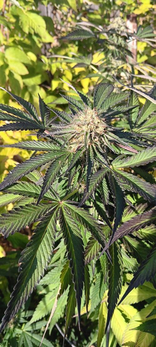 Outdoor grow From Rage 😎. Week 16