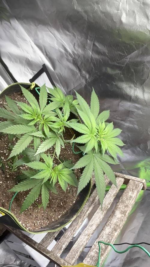 O.G kush. Week 6