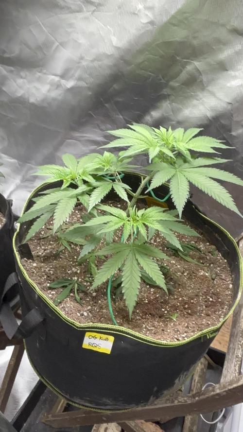 O.G kush. Week 6