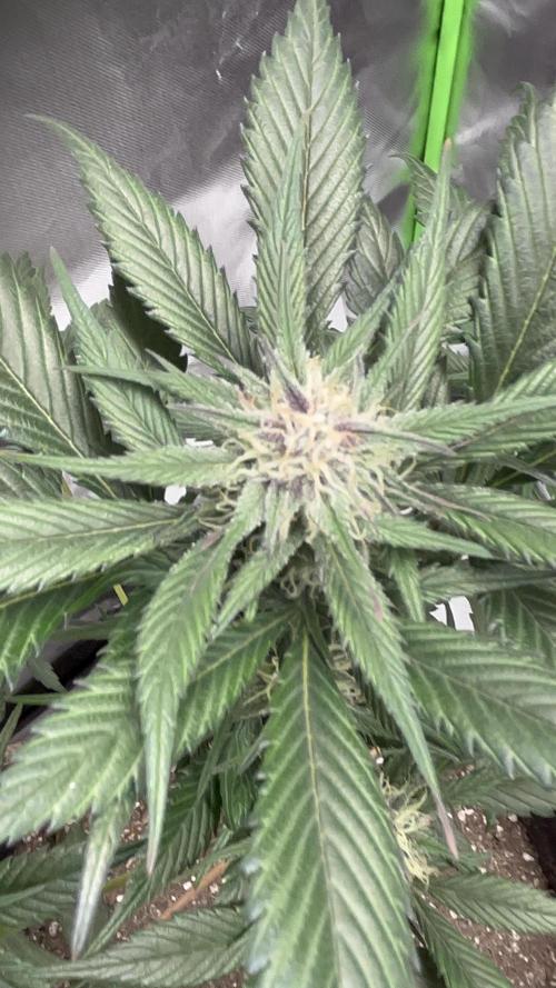 Strawberry gorilla auto. Week 7