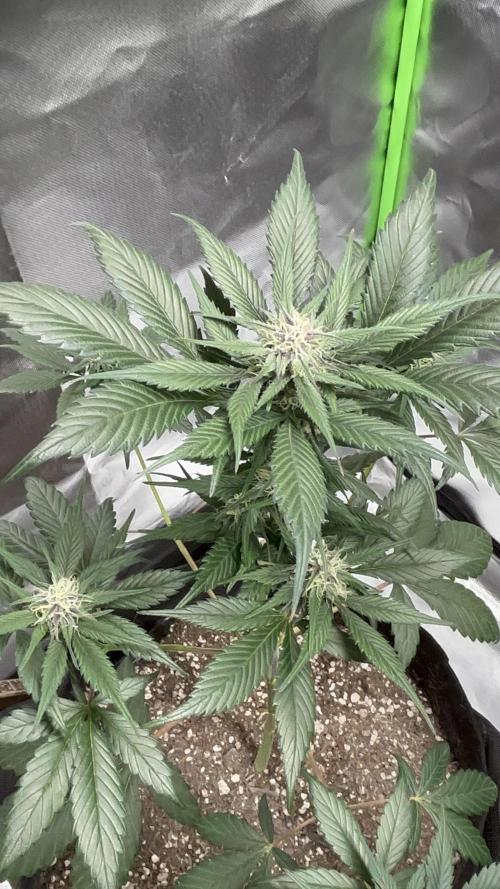 Strawberry gorilla auto. Week 7