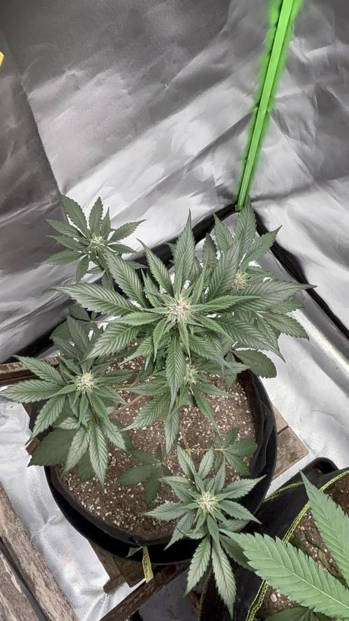 Strawberry gorilla auto. Week 7