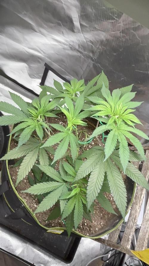 O.G kush. Week 7