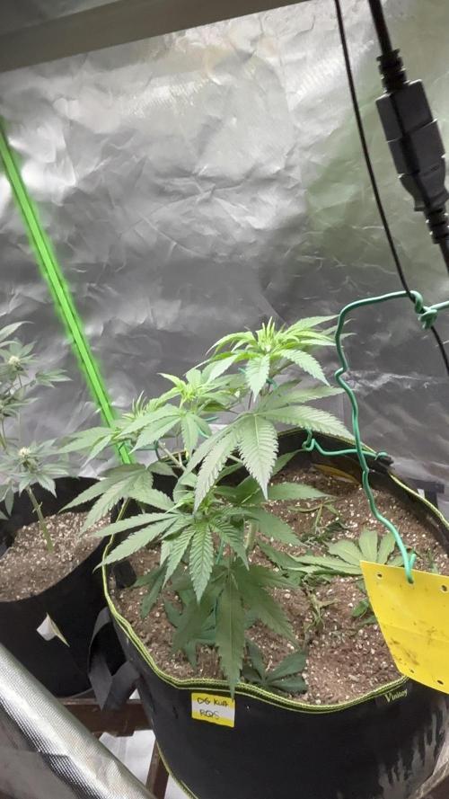 O.G kush. Week 7