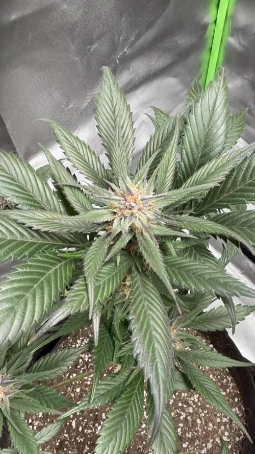 Strawberry gorilla auto. Week 8