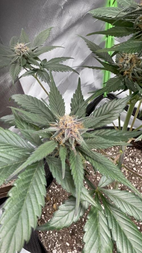 Strawberry gorilla auto. Week 8