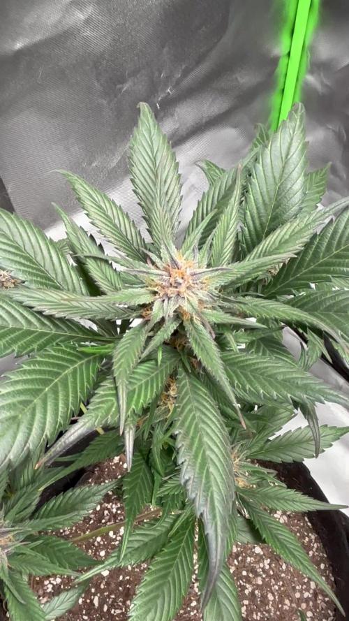 Strawberry gorilla auto