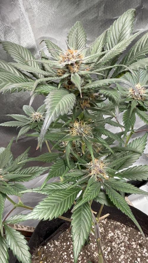 Strawberry gorilla auto. Week 8